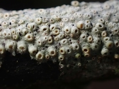 Thelotrema