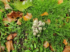 Coprinopsis atramentaria