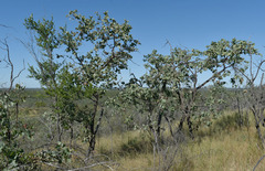 Petalostigma banksii