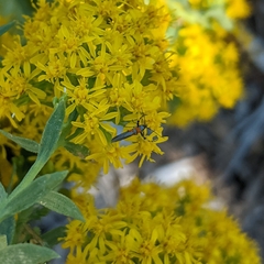 Aetole unipunctella