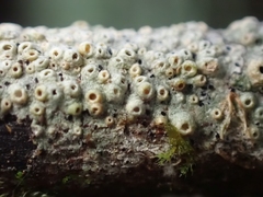 Thelotrema