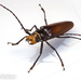 Callipogon - Photo (c) Thomas Shahan, algunos derechos reservados (CC BY-NC), subido por Thomas Shahan