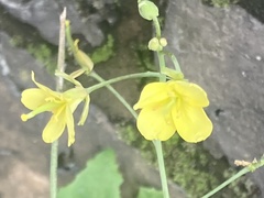 Diplotaxis tenuifolia