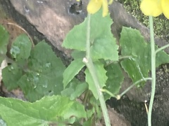 Diplotaxis tenuifolia