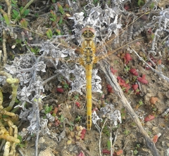 Sympetrum fonscolombii