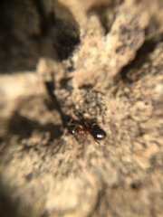 Formica subpolita