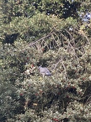Columba palumbus