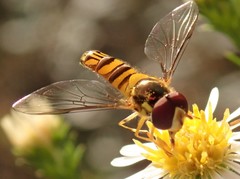 Allograpta obliqua
