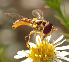 Allograpta obliqua