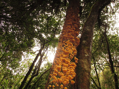 False Turkey-Tail