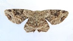 Callizzia certiorata