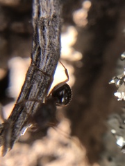 Formica subpolita
