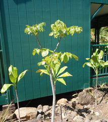 Polyscias sandwicensis