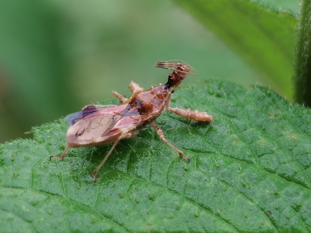 Scipinia horrida