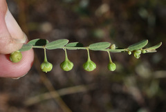 Phyllanthus carpentariae