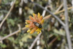 Acmaeodera maculifera
