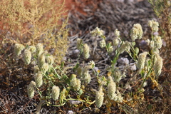 Ptilotus auriculifolius