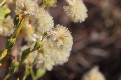 Ptilotus auriculifolius