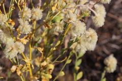 Ptilotus auriculifolius