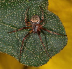 Araneus bispinosus