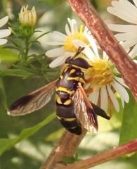 Meromacrus acutus