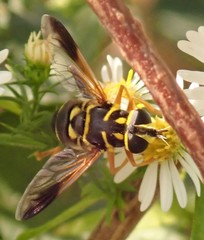 Meromacrus acutus