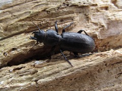 Mecodema sculpturatum