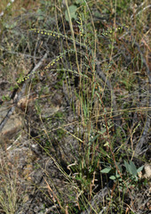 Phyllanthus carpentariae