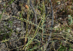 Phyllanthus carpentariae