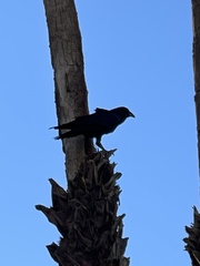 Corvus corax