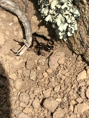 Formica subpolita