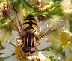 Helophilus fasciatus