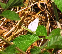 Pieris rapae