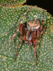 Araneus bispinosus