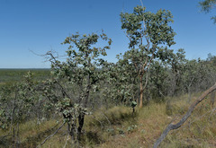 Corymbia peltata