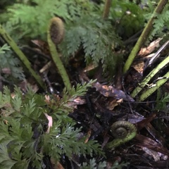 Asplenium bulbiferum