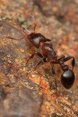 Epopostruma monstrosa