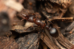 Epopostruma monstrosa