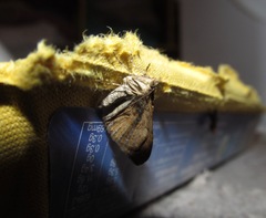 Xanthorhoe semifissata