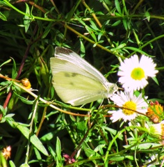 Pieris rapae