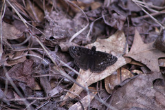 Erynnis juvenalis