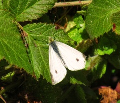 Pieris rapae