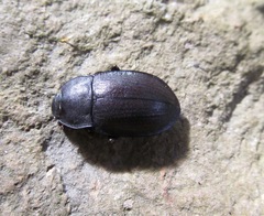 Mimopeus opaculus
