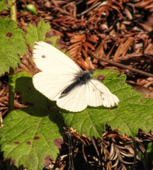 Pieris marginalis venosa