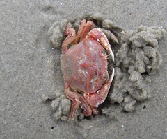 Nectocarcinus antarcticus