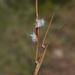 Schizachyrium fragile - Photo (c) Russell Cumming, algunos derechos reservados (CC BY-NC), subido por Russell Cumming