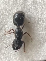 Myrmicinae