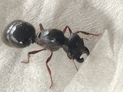 Myrmicinae