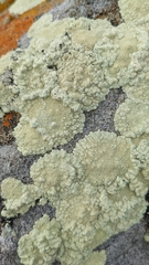 Protoparmeliopsis pinguis