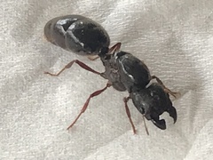 Myrmicinae